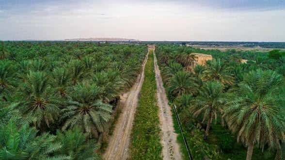 المزارع